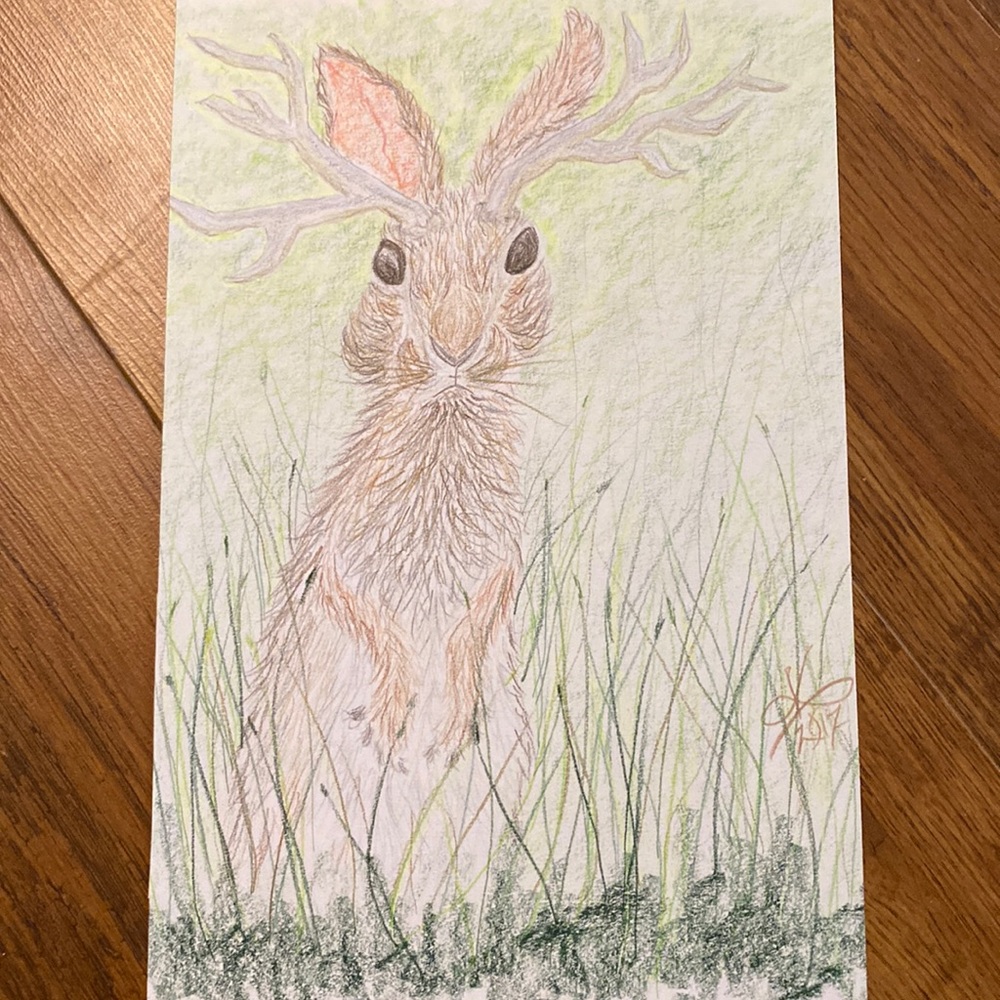 Unframed Original Art Jack-a-lope Drawing Illustration in Pencil Crayon Wildlife